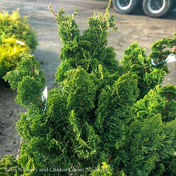 #6 Chamaecyparis obt Spiralis/ Upright Hinoki Falsecypress