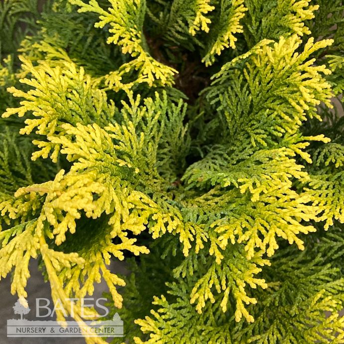 #6 Chamaecyparis obt Confucius/ Gold Hinoki Falsecypress