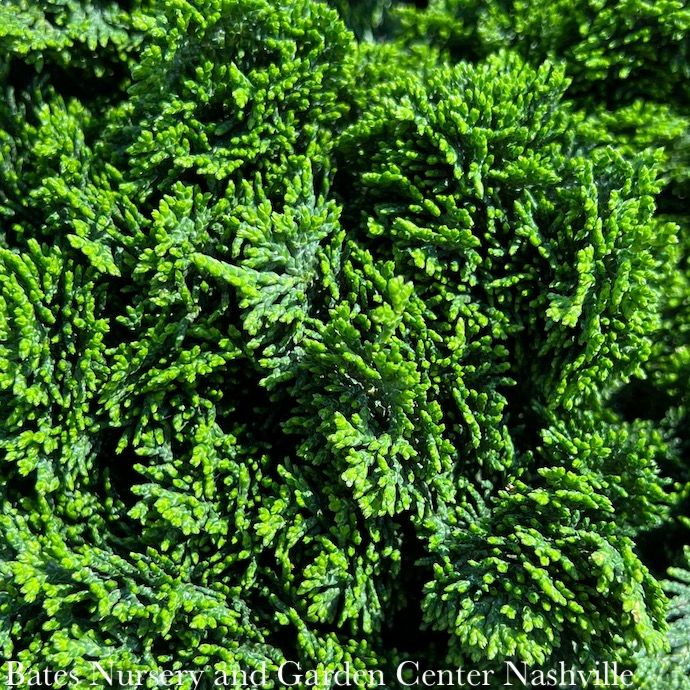 Topiary Patio Tree #1 6&quot; Chamaecyparis obt Nana/ True Dwarf Hinoki Falsecypress