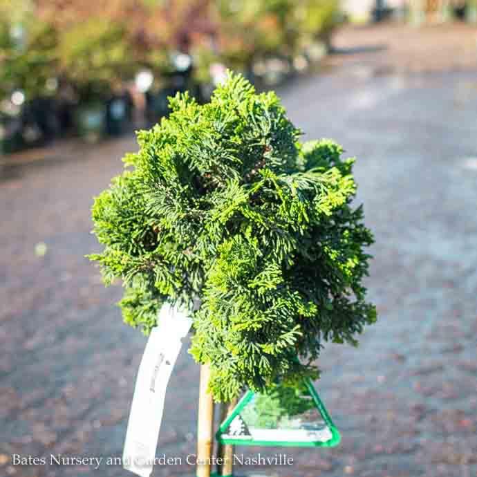 Topiary Patio Tree #1 6&quot; Chamaecyparis obt Nana/ True Dwarf Hinoki Falsecypress