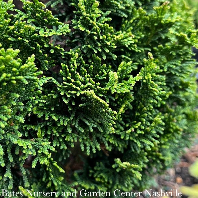 #6 Chamaecyparis obt Spiralis/ Upright Hinoki Falsecypress
