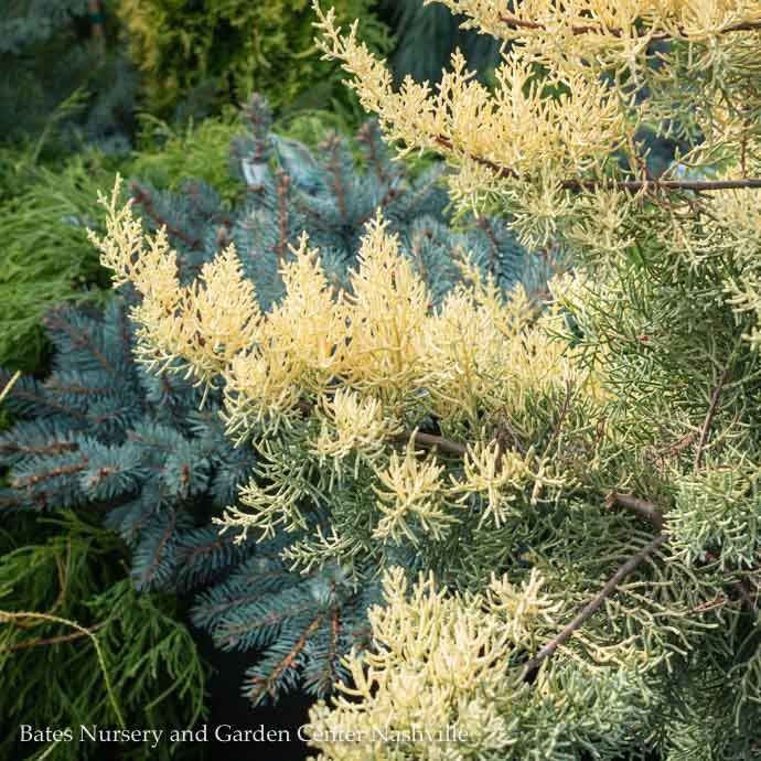 #3 Cupressus arizonica Aurea/ Golden Arizona Cypress