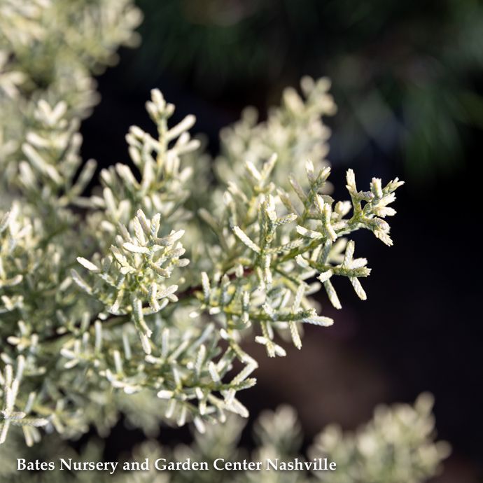 #3 Cupressus arizonica Aurea/ Golden Arizona Cypress