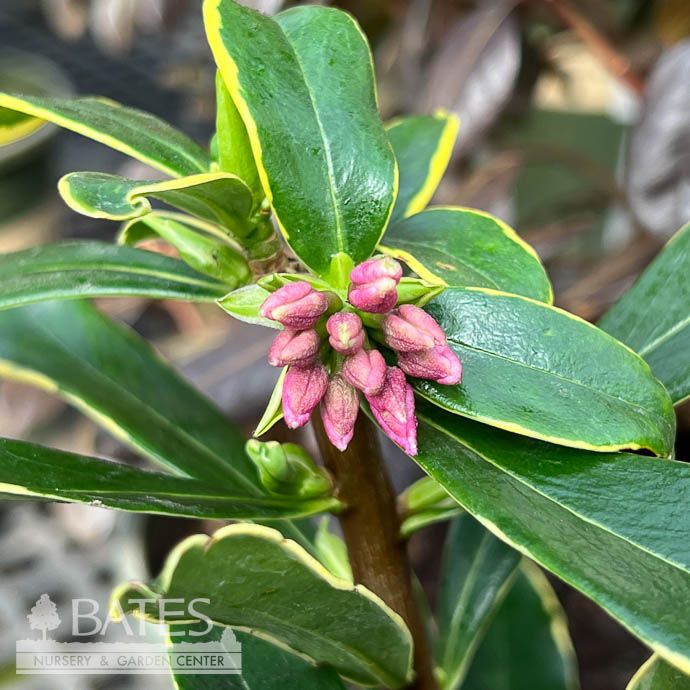 #1 Daphne odora Aureomarginata/ Variegated - No Warranty
