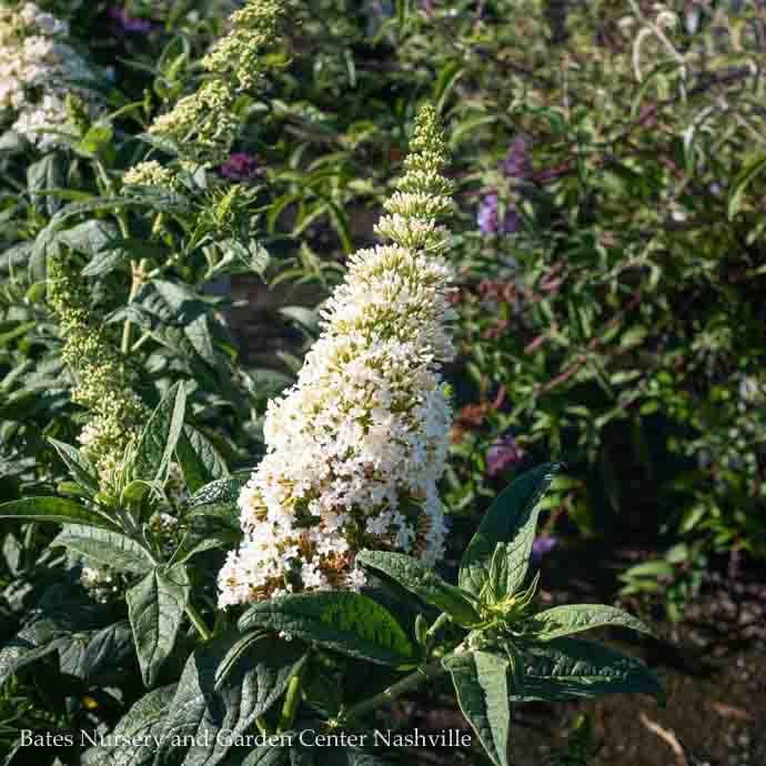 #3 Buddleia x PW Pugster White/ Dwarf Butterfly Bush