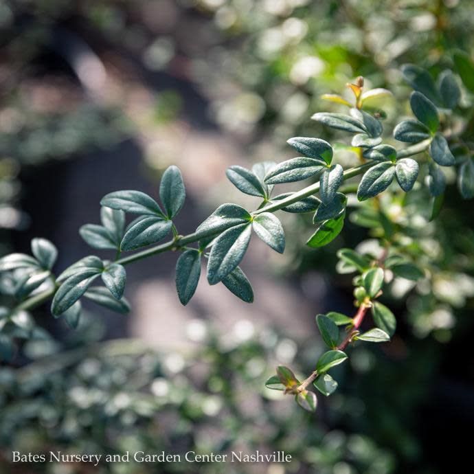 #3 Jasminum nudiflorum/ Winter Jasmine