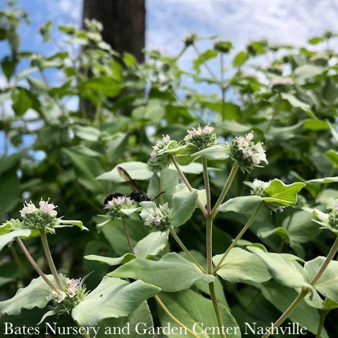 4P  Pycnanthemum muticum/ Short-toothed  Mountain Mint Native (TN)