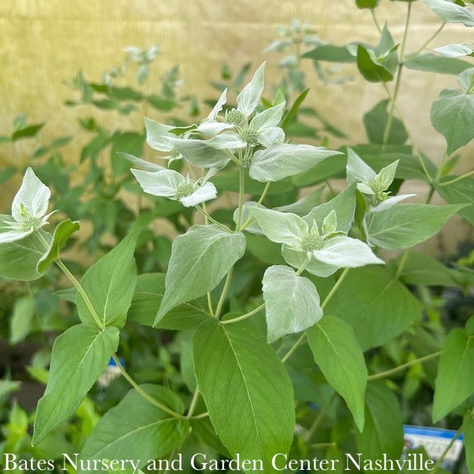 4P  Pycnanthemum muticum/ Short-toothed  Mountain Mint Native (TN)