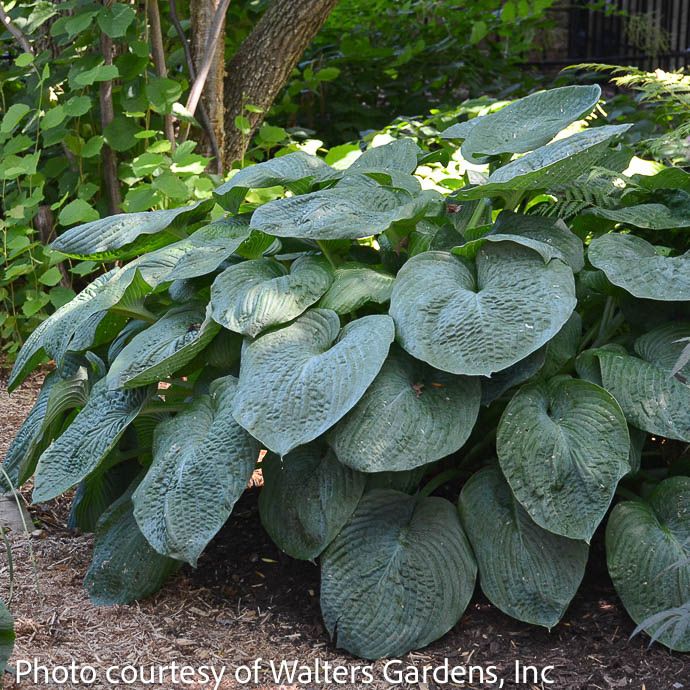 #1 Hosta sieb Elegans