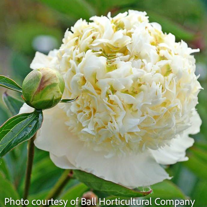 #3 Paeonia lactiflora Charlie's White / Double White Peony