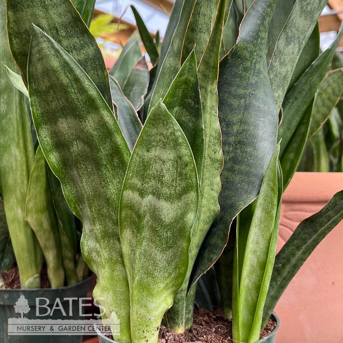 6p! Sansevieria Jaboa /Snake Plant /Mother-in-Law Tongue /Tropical