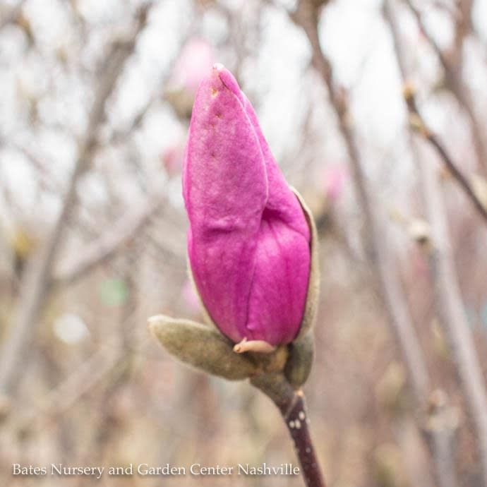 #15 Magnolia x Jane/ Deciduous Red-purple