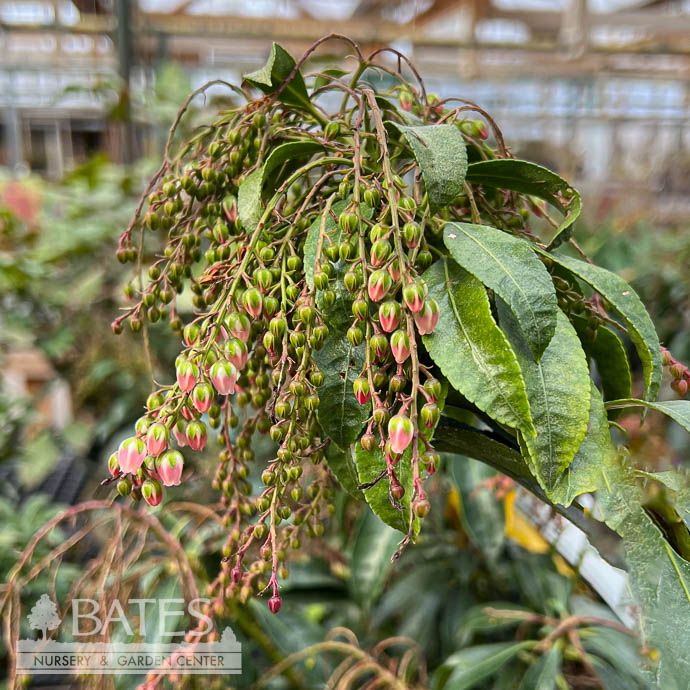 #3 Pieris japonica Valley Valentine/ Dark Pink