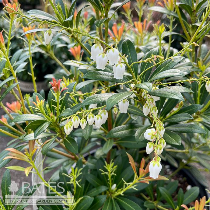 #3 Pieris japonica Mountain Snow/ White