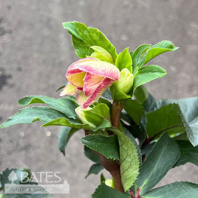 #1 Helleborus Ice N&#39; Roses &#39;Purple Sunrise&#39;/ Lenten Rose