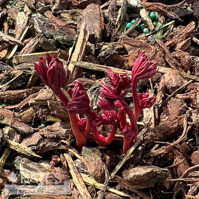 #3 Paeonia Gordon E Simonson/ Fuchsia Itoh Peony