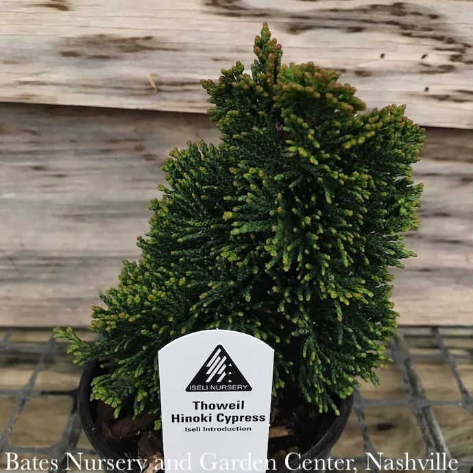 LPP(4p) Chamaecyparis obt Thoweil/ Upright Narrow Hinoki Falsecypress