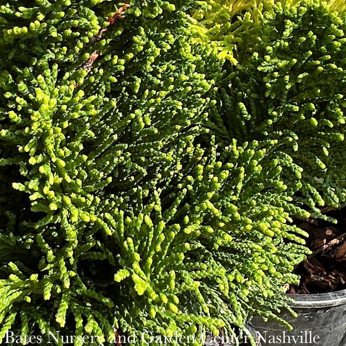 LPP(4p) Chamaecyparis obt Thoweil/ Upright Narrow Hinoki Falsecypress