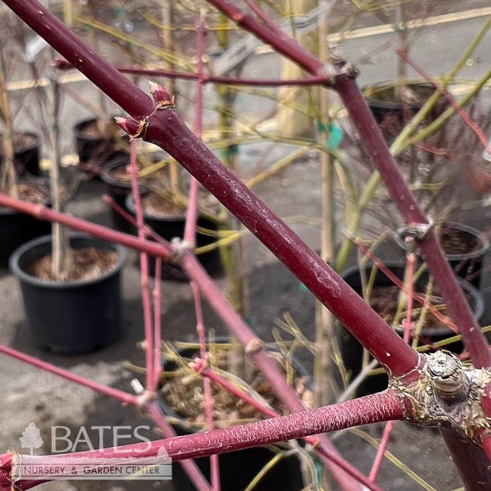 #15 Acer x pse Final Fire/ Pacific Rim Maple