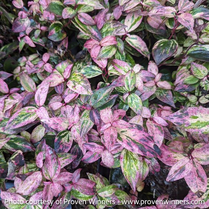 #2 Leucothoe fontanesiana PW Paisley Pup/ Drooping Native (TN)