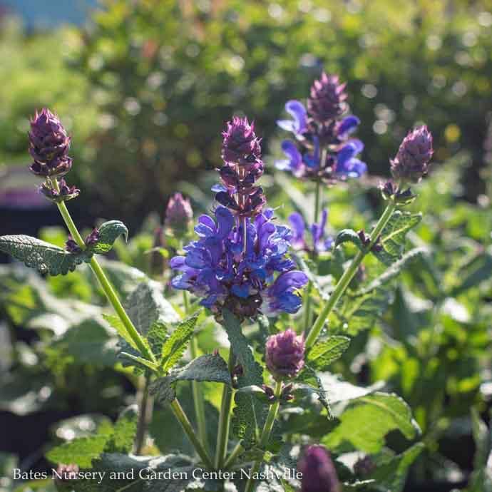 #1 Salvia nem Blue Marvel/ Sage