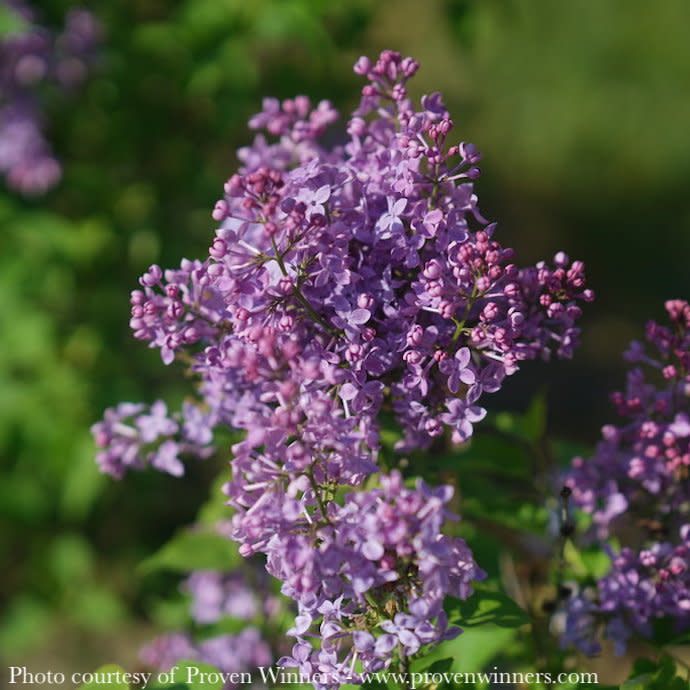 #2 Syringa x hyac PW Scentara Pura/ Purple Lilac