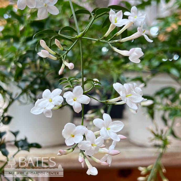 6p! Jasminum polyanthum /Pink Jasmine /Tropical