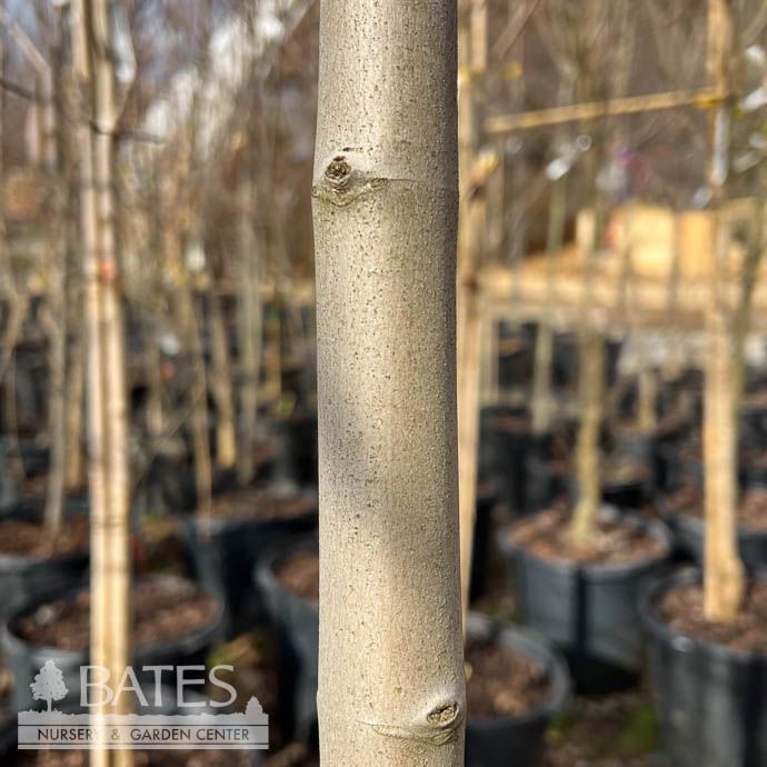 #10 Acer x free Matador/ Maple