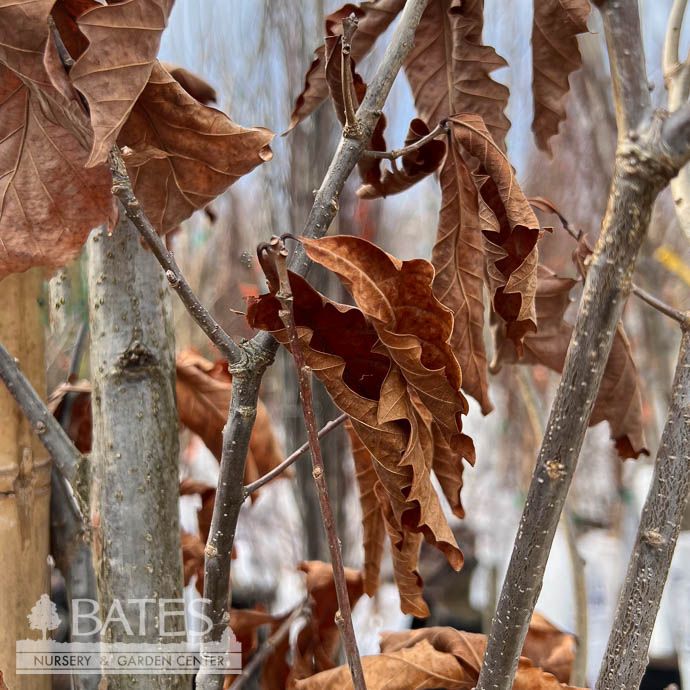#30 Quercus bicolor Beacon/ Columnar Swamp White Oak Native (TN)