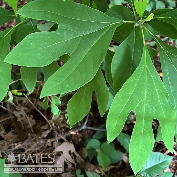 5ft Sassafras albidum/ Common Native (TN)
