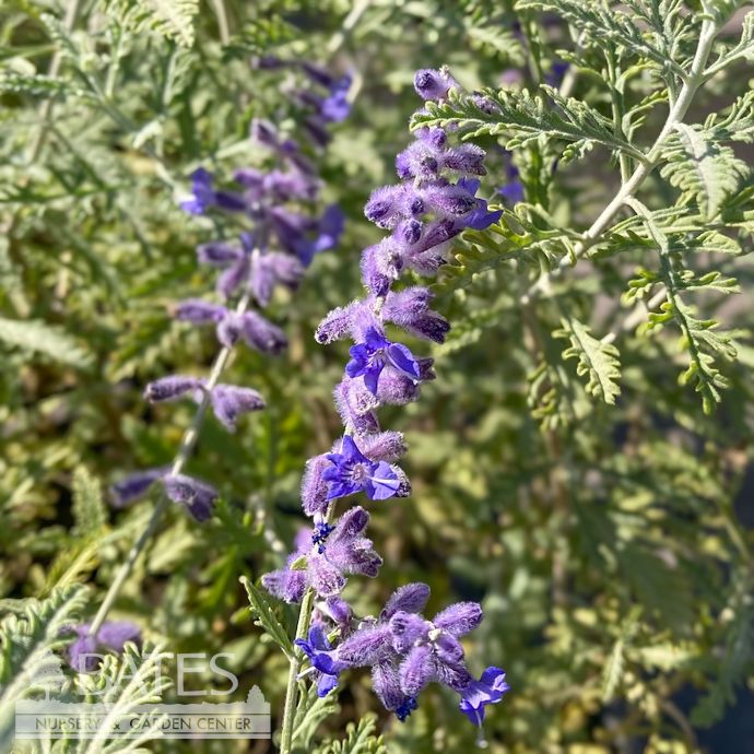 #1 Perovskia atriplicifolia/ Russian Sage
