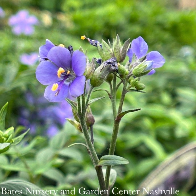 #1 Polemonium yez Purple Rain/ Jacob&#39;s Ladder