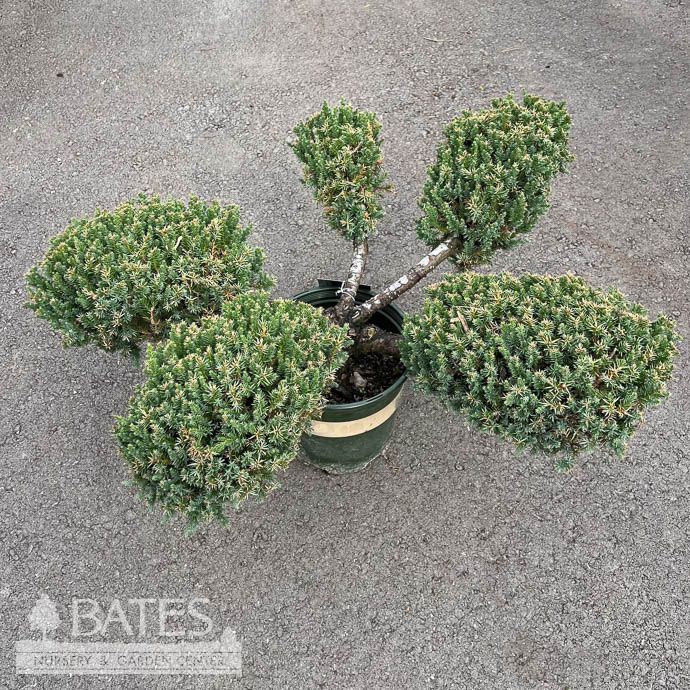 Topiary Bonsai #2 Juniperus chin San Jose/ Chinese Juniper