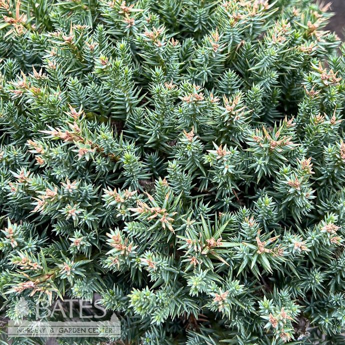 Topiary Bonsai #2 Juniperus chin San Jose/ Chinese Juniper