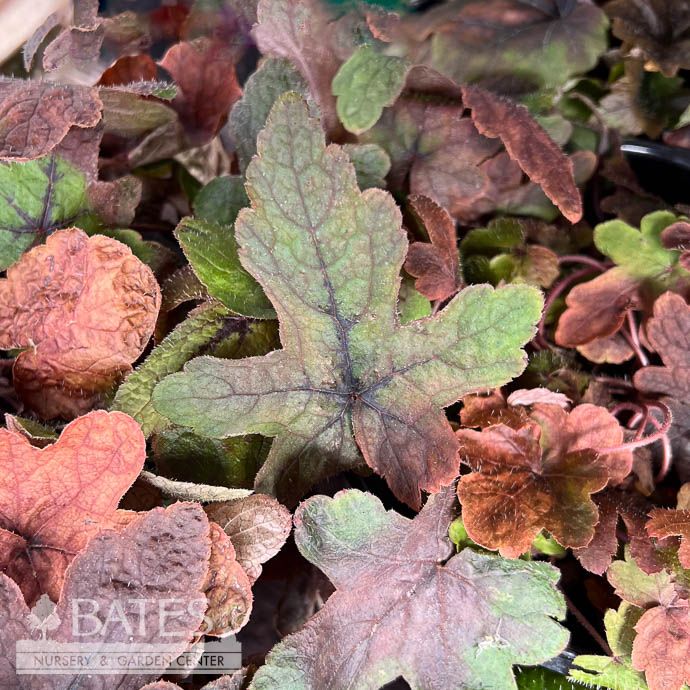 #1 Tiarella Pink Bouquet/ Foam Flower