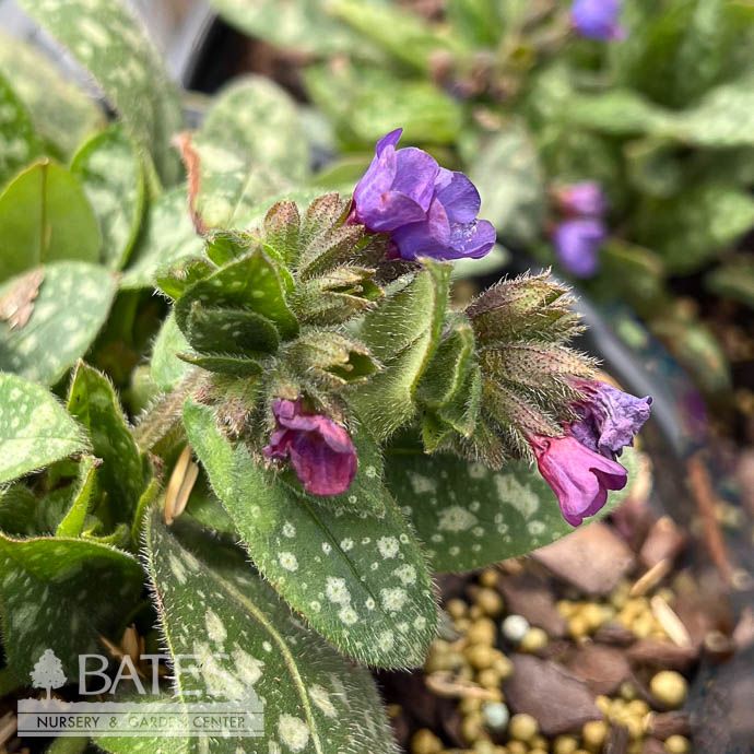 #1 Pulmonaria Spot On/ Lungwort