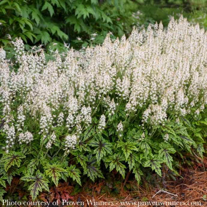 #1 Tiarella x PW Cutting Edge/ Foam Flower