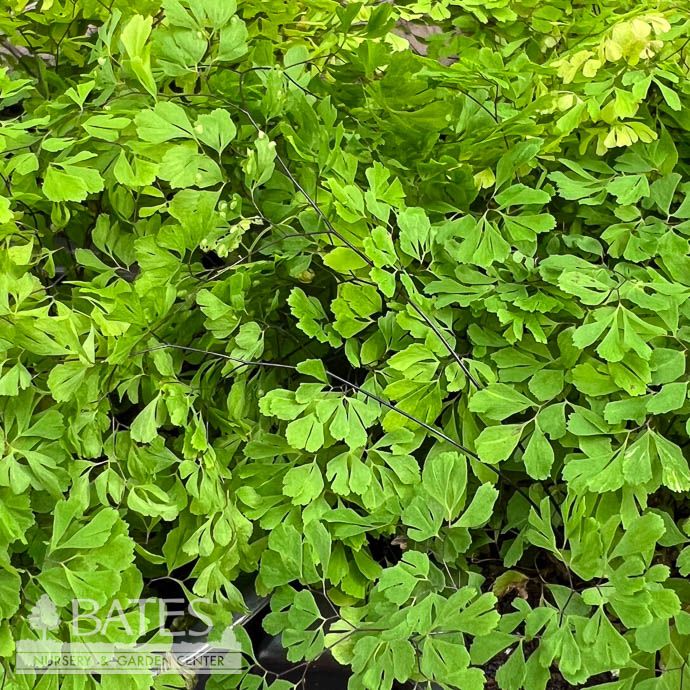 4p! Fern - Maidenhair Fern Misty Cloud /Tropical
