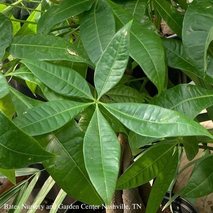 6p! Pachira Money Tree Stump /Tropical