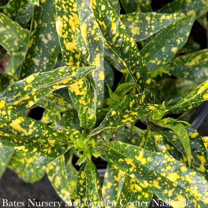 #1 Aucuba japonica Hosoba Hoshifu/ Variegated (Female)