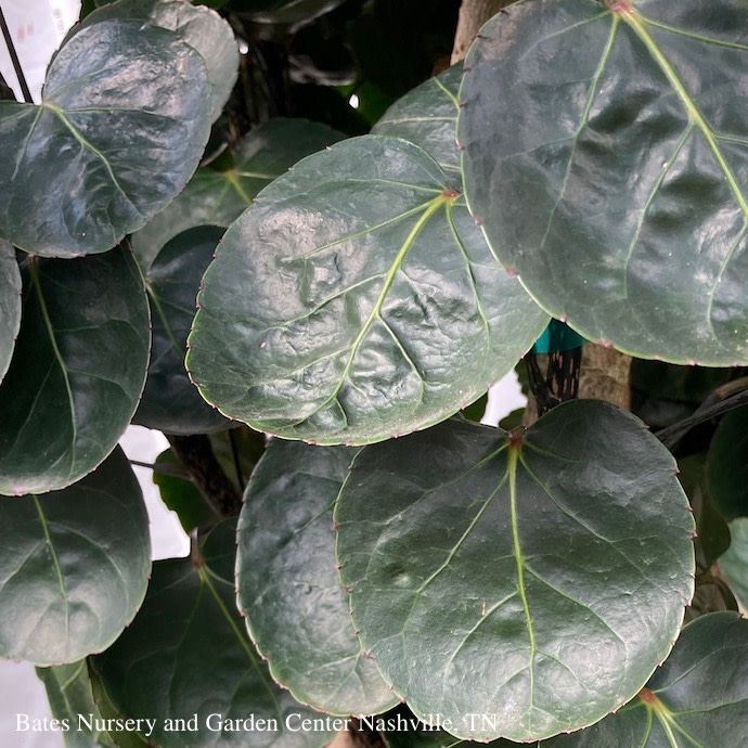 10p! Aralia Fabian Stump / Polyscias scu /Tropical