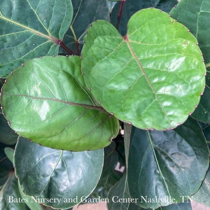 10p! Aralia Fabian Stump / Polyscias scu /Tropical