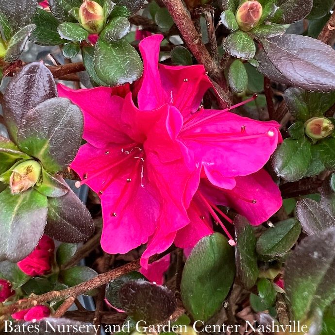 #3 Azalea x Hinodegiri (Kurume hybrid)/ Hot Pink-Fuchsia