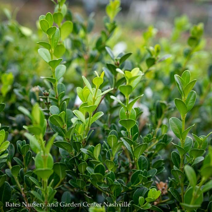 #7 Buxus micro var japonica Wintergreen/ Boxwood
