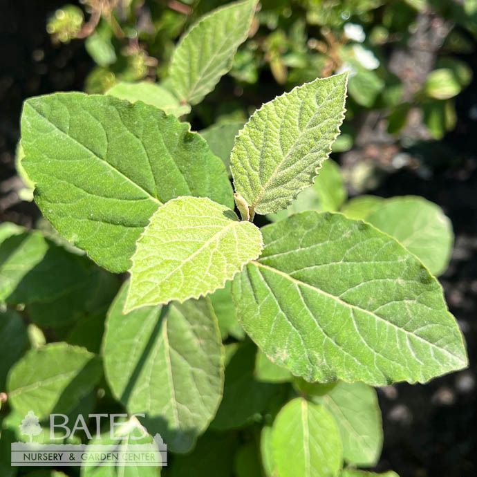 #5 Viburnum carl Sugar N' Spice/ Korean Spice