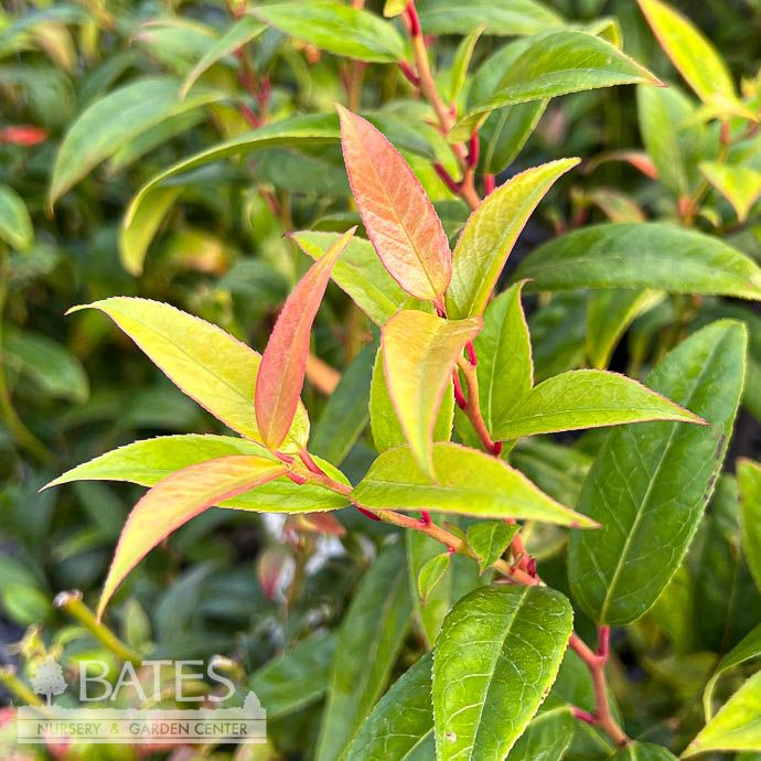 #3 Leucothoe axillaris/ Coastal  Native (R)