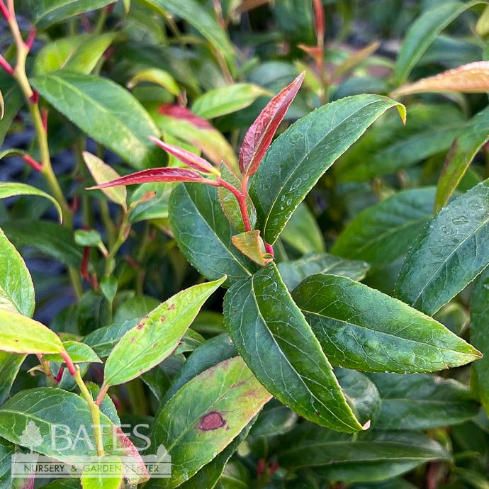 #3 Leucothoe axillaris/ Coastal  Native (R)
