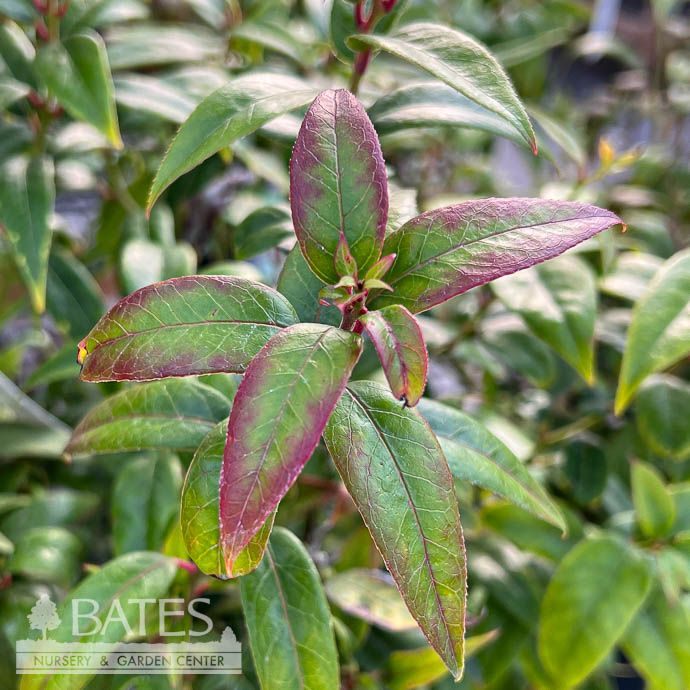 #3 Leucothoe axillaris/ Coastal  Native (R)