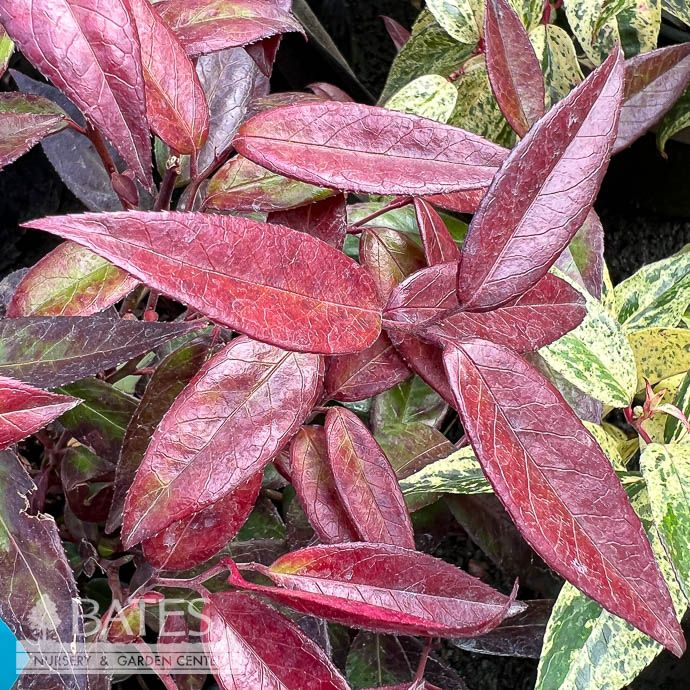 #3 Leucothoe axillaris/ Coastal  Native (R)