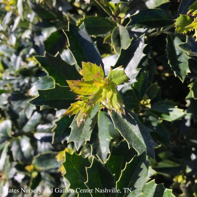 #7 Ilex x SL Oakland/ Red Holly (self-fertile)